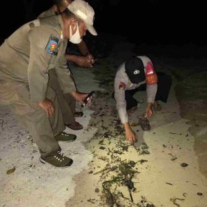 Gumpalan Minyak Mencemari Perairan Pulau Pramuka Kepulauan Seribu