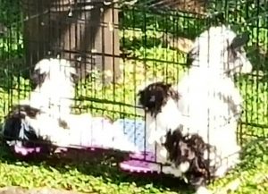 Peternakan Anjing Ilegal di Komplek Perumahan, Perlukah Diatur lewat Perda?