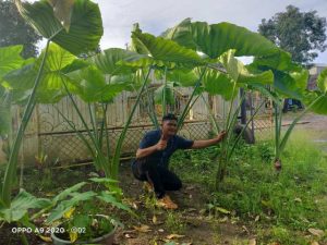 Ardi Maulana Putra, Petani Gunung Karang perintis ” *Talas Beneng”* Go Internasional
