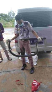 Kelabui Petugas, Sebut Paket Isi Alat Dekorasi, Ternyata Berisi Reptil