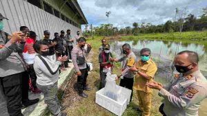 Program Kasuari Satgas Binmas Noken Ops Damai Cartenz Kali ini Bantu Bibit Ikan sebanyak 30.000 Ekor di Kab. Yahukimo