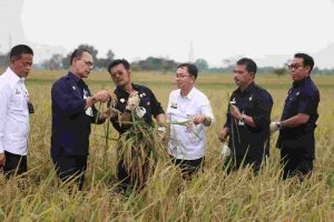 Memperhatikan Ekosistem, Pakar IPB Dukung Pola Tanam IP400