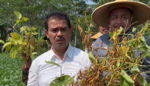 Punya Program Bangkit Kedelai, Kementan Boomingkan Kedelai Lokal Jawa Barat