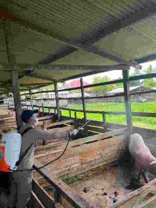 Karantina Papua Selatan dan Dinas P2KP Provinsi Papua Selatan Lakukan Penyemprotan Kandang Babi