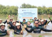 Peduli Lingkungan, Jasindo & Indonesia Hijau tanam 5.200 bibit Mangrove