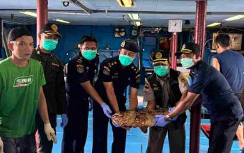 Lolos Pemeriksaan Karantina, 10.362 Ekor Ikan Asal Natuna Diekspor Lagi ke Hongkong