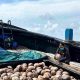 Bibit Kelapa Unggul Natuna Kian Diminati, Karantina Kepri Kawal Pengiriman 80.000 Butir ke Bintan